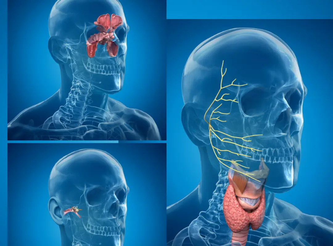 Otolaryngology